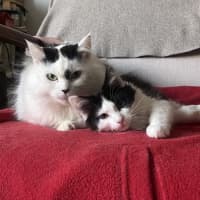Photo of Humbug