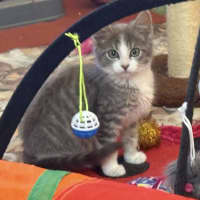 Photo of Mozart ** 2nd Chance Cat Rescue**