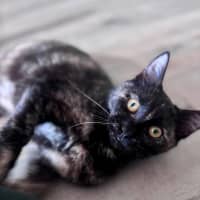 Photo of Aelia
