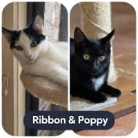 Photo of 🎀 Ribbon & Poppy 🖤