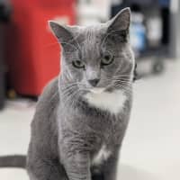 Photo of ♟ Astin 5530 ♟