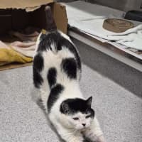Photo of Ziggy