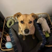 Photo of Apple Crumble