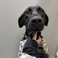 Photo of Stella