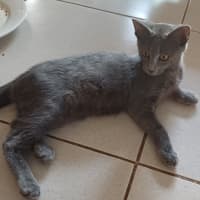 Photo of Smokey 2