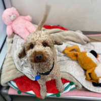 Photo of Taco