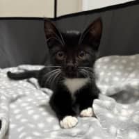 Photo of Mittens