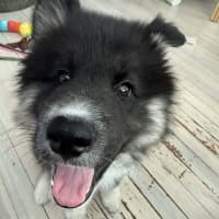 Photo of Koda