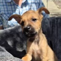 Photo of Indi
