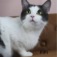 Photo of Fifi
