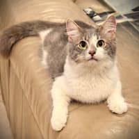 Photo of Inca