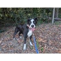 Photo of Roxy *$250 Adoption Fee*