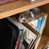 Photo of Belle   Meet Me At Petstock Chelsea