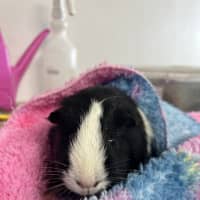 Photo of Poppy