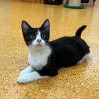 Photo of Chico Neko