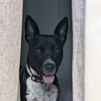 Photo of Oreo