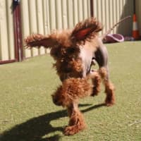 Photo of Monkey