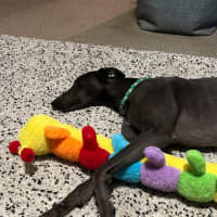 Photo of Mario, The Greyhound