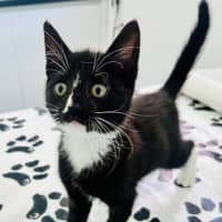 Photo of Xena