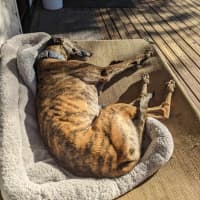 Photo of Jules, The Greyhound