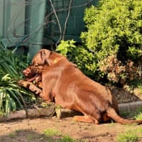 Photo of Rusty ** A Good Boy **