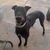 Photo of Mushu The Greyhound