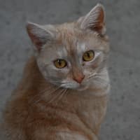 Photo of Amber
