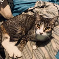 Photo of Ruby