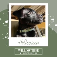 Photo of Halloween