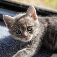 Photo of Pip