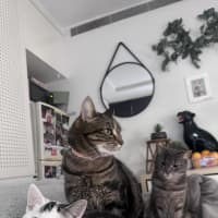Photo of Subi