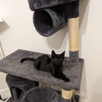 Photo of Midnight