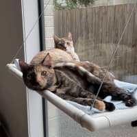 Photo of Willow & Dream 