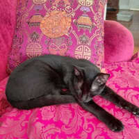 Photo of Otis