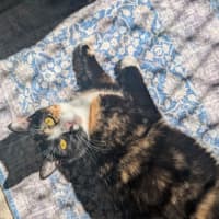 Photo of Jiji
