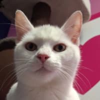 Photo of Remy