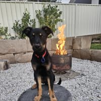 Photo of Charlie   4 Month Old Kelpie X
