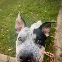 Photo of Joey   9 Month Old Cattle Dog X