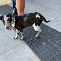 Photo of Tony (Bessie's Puppy)