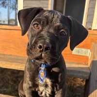 Photo of Comet   8 Week Old Mixed Breed