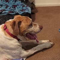 Photo of Buddy