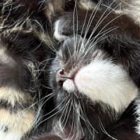 Photo of Sylvester