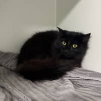 Photo of Black Betty