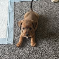 Photo of Brownie