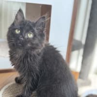 Photo of Piper