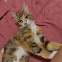 Photo of Moe   Located In Brunswick West