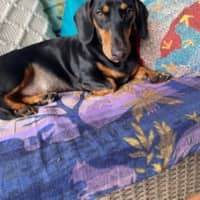 Photo of Peanut
