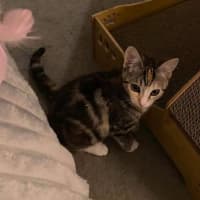 Photo of Tinkabell 