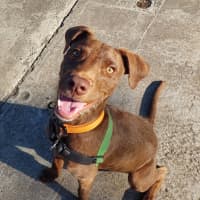 Photo of Lupin