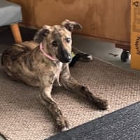 Photo of Tin Tin 27kg